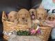 Golden Retriever Puppies for sale in 1610 Maple St, Meridian, MS 39301, USA. price: $1,000