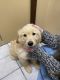 Golden Retriever Puppies for sale in North Olmsted, OH, USA. price: $4,500