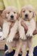 Golden Retriever Puppies for sale in Pataudi, Haryana 122503, India. price: 13,500 INR