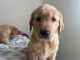 Golden Retriever Puppies for sale in San Diego, CA, USA. price: $1,600
