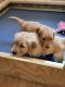 Golden Retriever Puppies for sale in Port Richey, FL 34668, USA. price: $1,000