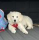 Golden Retriever Puppies for sale in Phoenix, AZ, USA. price: $1,300