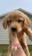 Golden Retriever Puppies for sale in Pilot Mountain, NC 27041, USA. price: $1,000