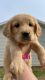 Golden Retriever Puppies for sale in Pilot Mountain, NC 27041, USA. price: NA
