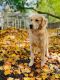 Golden Retriever Puppies for sale in Rochester, NY, USA. price: $750