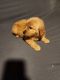 Golden Retriever Puppies for sale in Spring Valley, CA, USA. price: $700