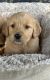 Golden Retriever Puppies for sale in Menifee, CA, USA. price: $600