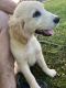 Golden Retriever Puppies for sale in Baker, FL 32531, USA. price: $1,000