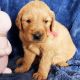 Golden Retriever Puppies for sale in Los Angeles, CA, USA. price: $815