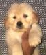 Golden Retriever Puppies for sale in 6, Jaipur Golden Hospital Rd, Pocket 1, Sector 3A, Rohini, Delhi, 110085, India. price: 13,200 INR