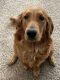 Golden Retriever Puppies for sale in Mayer, MN 55360, USA. price: NA