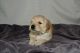 Golden Retriever Puppies for sale in Lacey, WA 98516, USA. price: NA