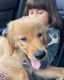 Golden Retriever Puppies for sale in 2279 Astor Ave, Columbus, OH 43209, USA. price: $3,500