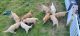 Golden Retriever Puppies for sale in Woodstock, MD, USA. price: $1,500
