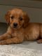 Golden Retriever Puppies for sale in Helotes, TX, USA. price: $650