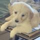 Golden Retriever Puppies for sale in Venice, FL 34286, USA. price: $2,000