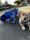 Golden Retriever Puppies for sale in Stockton, CA, USA. price: $800
