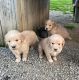 Golden Retriever Puppies for sale in Cookeville, TN, USA. price: $400
