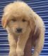 Golden Retriever Puppies for sale in 6, Jaipur Golden Hospital Rd, Pocket 1, Sector 3A, Rohini, Delhi, 110085, India. price: 12500 INR