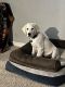 Golden Retriever Puppies for sale in Milford, OH, USA. price: $3,000