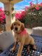 Golden Retriever Puppies for sale in Irvine, CA, USA. price: $650