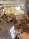 Golden Retriever Puppies for sale in 11725 SW 183rd St, Miami, FL 33177, USA. price: $1,600