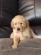 Golden Retriever Puppies for sale in 1610 Maple St, Meridian, MS 39301, USA. price: $950