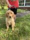 Golden Retriever Puppies for sale in Belmont, NC 28012, USA. price: NA