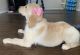 Golden Retriever Puppies for sale in Perris, CA, USA. price: NA
