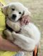 Golden Retriever Puppies for sale in McKinney, TX 75071, USA. price: $2,000