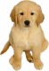 Golden Retriever Puppies for sale in Houston, TX, USA. price: $1,250