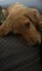 Golden Retriever Puppies for sale in 4034 Esters Rd, Irving, TX 75038, USA. price: $850