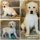 Golden Retriever Puppies for sale in Houston, TX, USA. price: $1,250