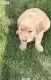 Golden Retriever Puppies for sale in Dowagiac, MI 49047, USA. price: $450