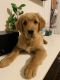 Golden Retriever Puppies for sale in Avondale, AZ, USA. price: $1,200