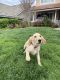 Golden Retriever Puppies for sale in Placentia, CA 92870, USA. price: $700