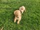Golden Retriever Puppies for sale in Columbia City, IN 46725, USA. price: $600