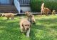 Golden Retriever Puppies for sale in Dyersburg, TN 38024, USA. price: $800