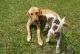 Golden Retriever Puppies for sale in 15-1701 15th Ave, Keaau, HI 96749, USA. price: $100
