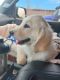Golden Retriever Puppies for sale in Gurnee, IL 60031, USA. price: $1,000