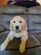 Golden Retriever Puppies for sale in Richmond, VA, USA. price: $650