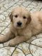 Golden Retriever Puppies for sale in 3895 NW 2nd Terrace, Miami, FL 33126, USA. price: NA
