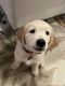 Golden Retriever Puppies for sale in Fort Myers, FL, USA. price: $1,200