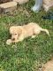 Golden Retriever Puppies for sale in Richmond, TX, USA. price: $1,250