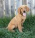 Golden Retriever Puppies for sale in Ridgeway, VA 24148, USA. price: $550