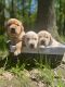 Golden Retriever Puppies for sale in 18041 W Northern Ave, Waddell, AZ 85355, USA. price: NA