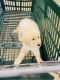 Golden Retriever Puppies for sale in Fort Smith, AR, USA. price: $1,000