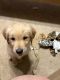 Golden Retriever Puppies for sale in Bakersfield, CA, USA. price: $800