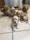 Golden Retriever Puppies for sale in Walnut Cove, NC 27052, USA. price: $1,000