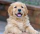 Golden Retriever Puppies for sale in New Haven, IN, USA. price: $250